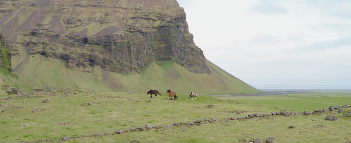 Horses roam in a grassy field