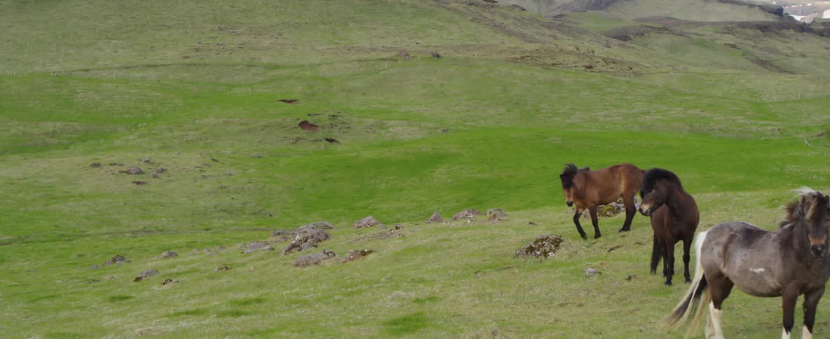 The horses are walking along the green hills