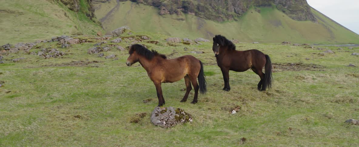 Two ponies stand in a natural setting during the day
