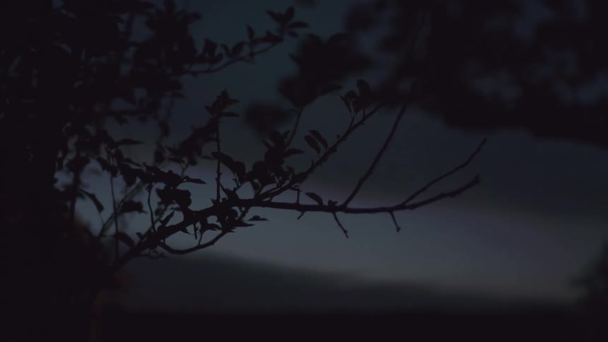 Branches are silhouetted against the night sky