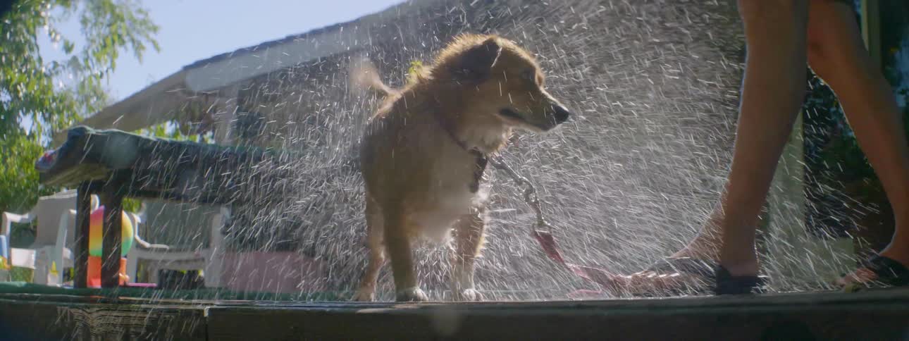 A dog shakes the water off it's fur