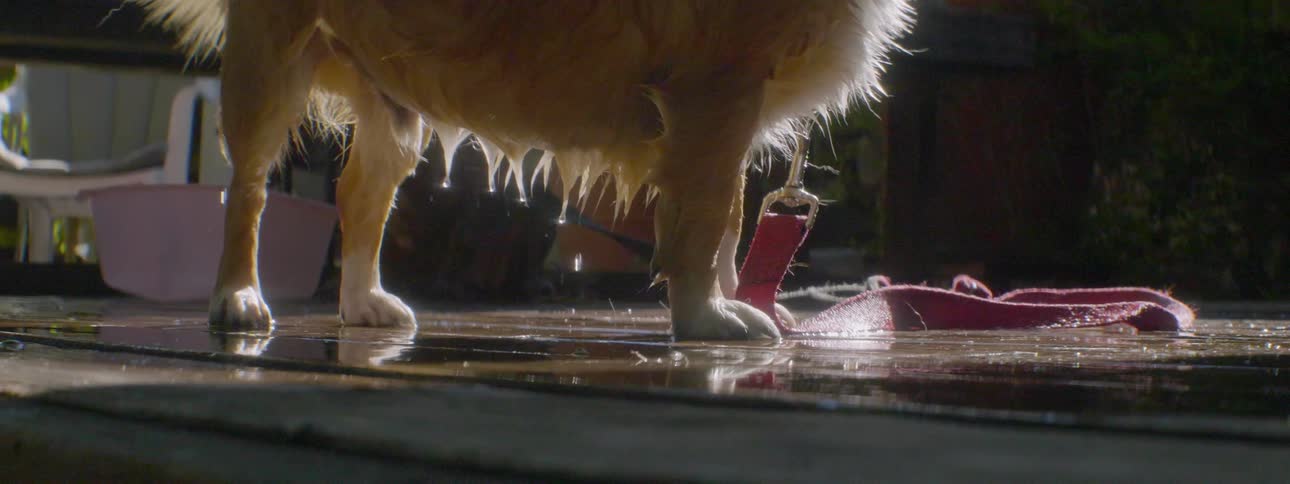 A dripping wet dog wearing a leash
