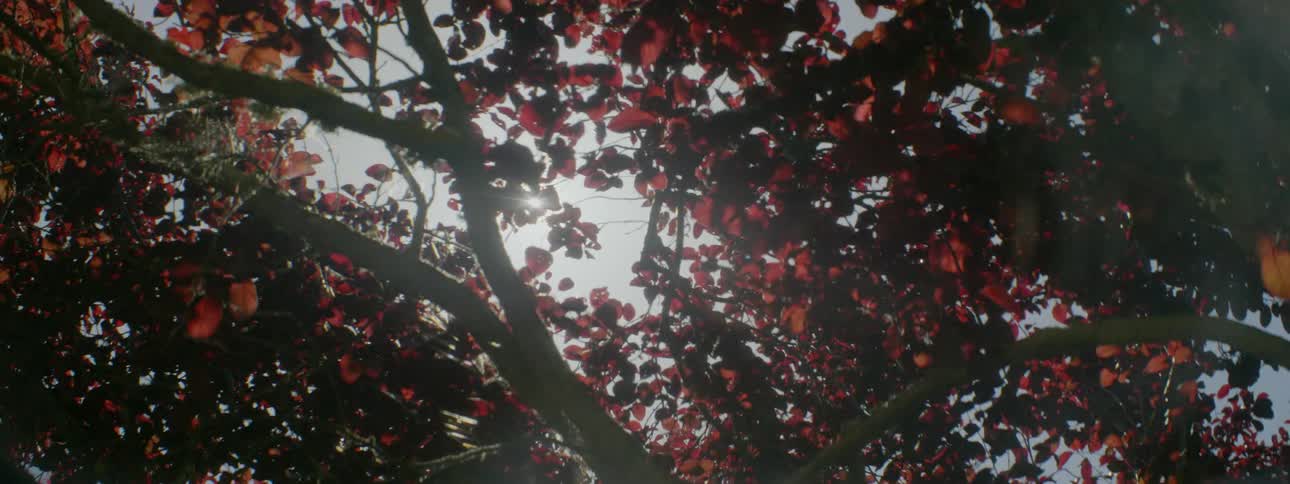 The sun is shining through the leaves of a tree on a sunny day