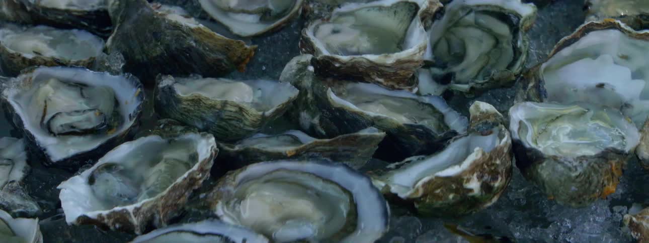 Oysters sit on ice ready to be served during the day