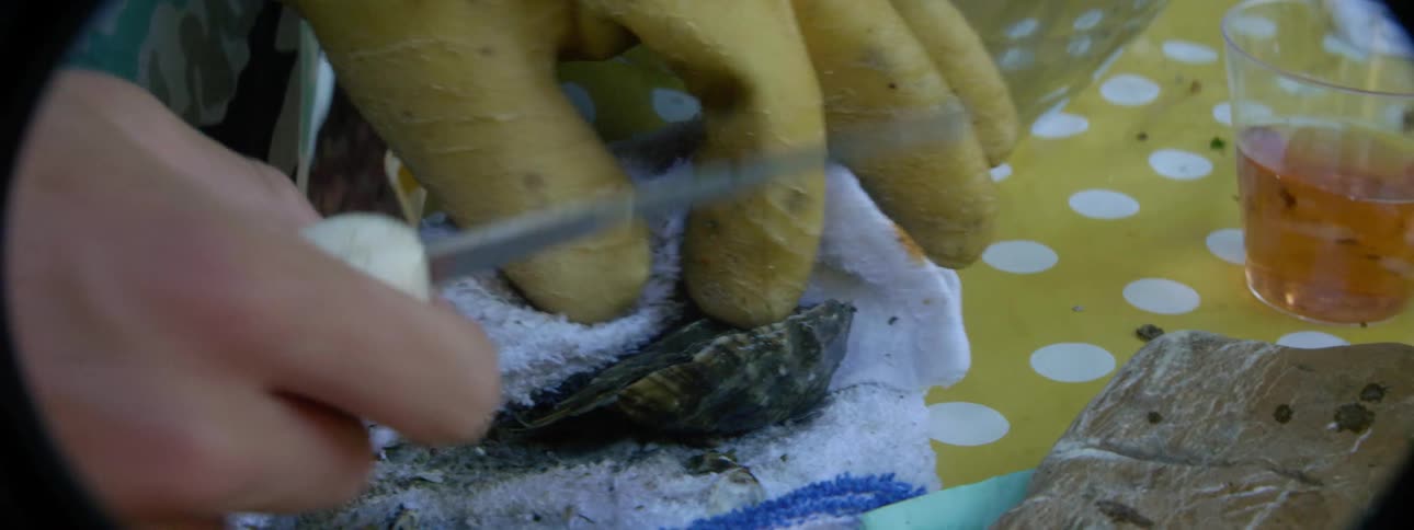 Someone is using an oyster knife to remove an oyster from its shell