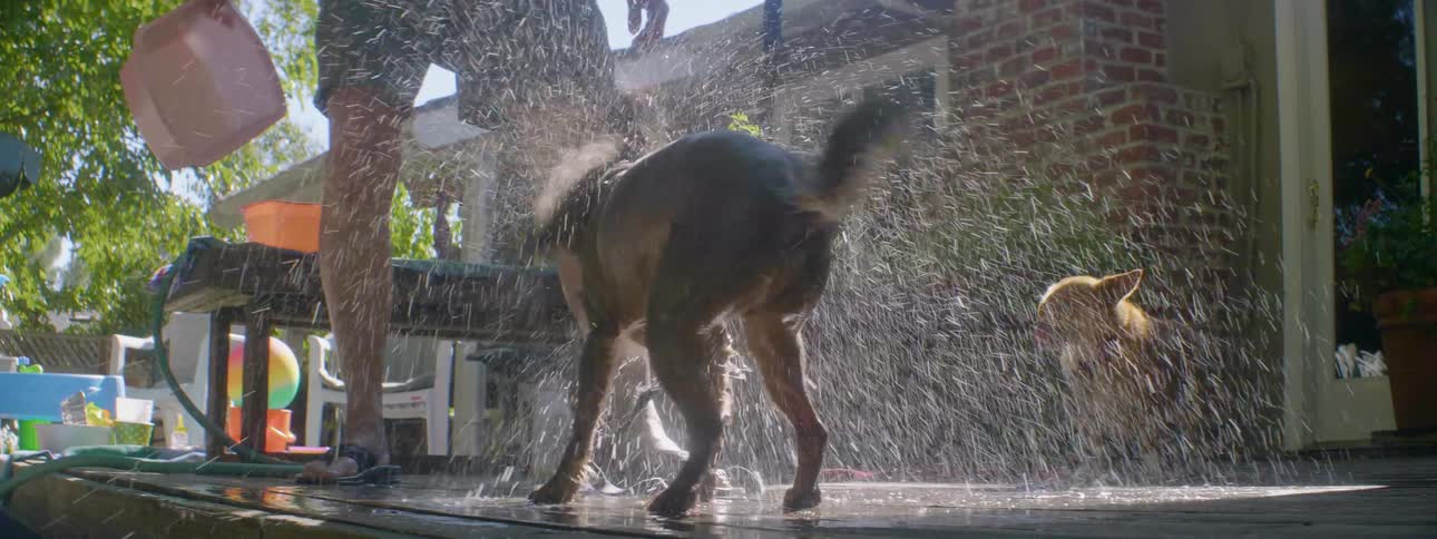 A dog being bathed outside shakes water off