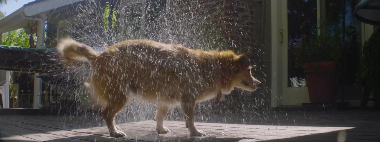 A wet dog is shaking the water off his body on a sunny day