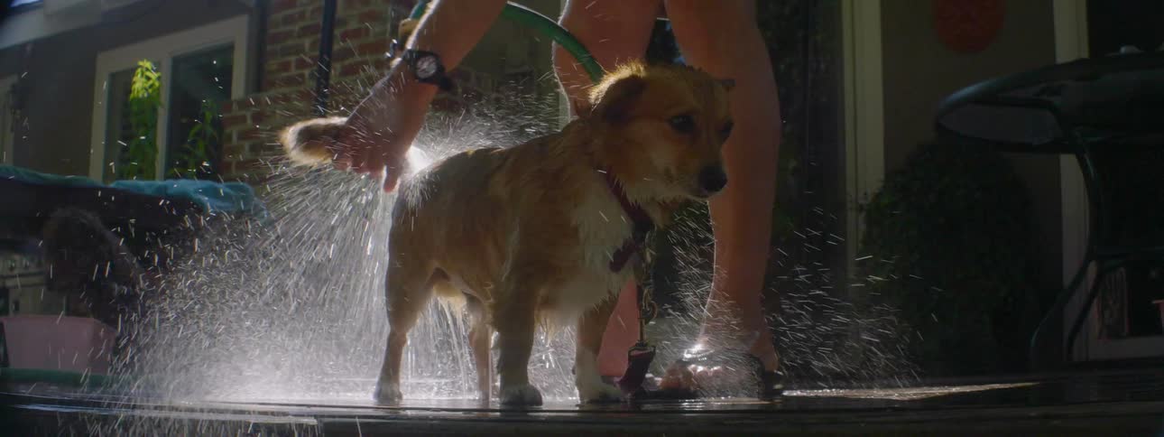 A person bathes a small dog