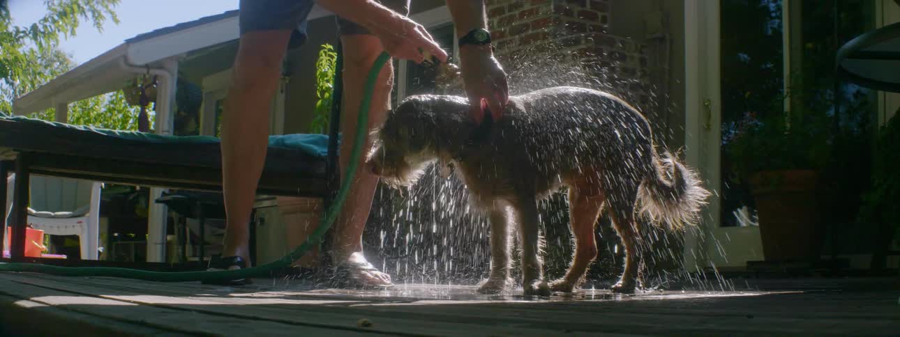A man is washing his dog on a sunny day
