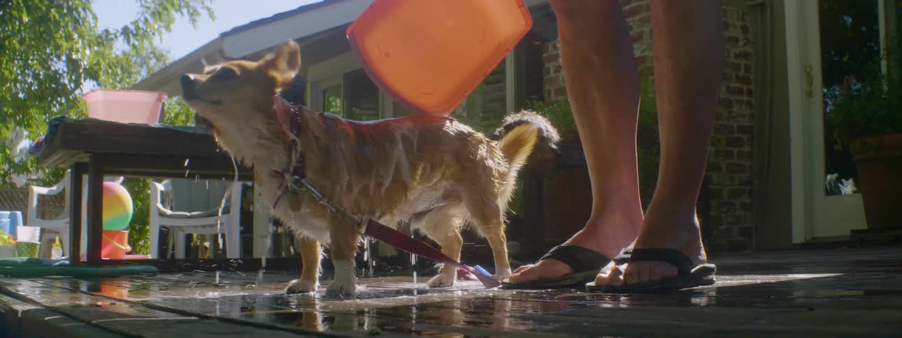 A person pours water on a soapy dog