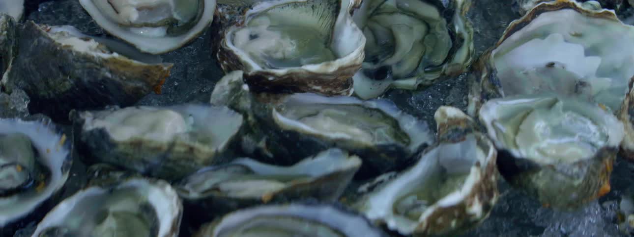 Mussels sit open on ice
