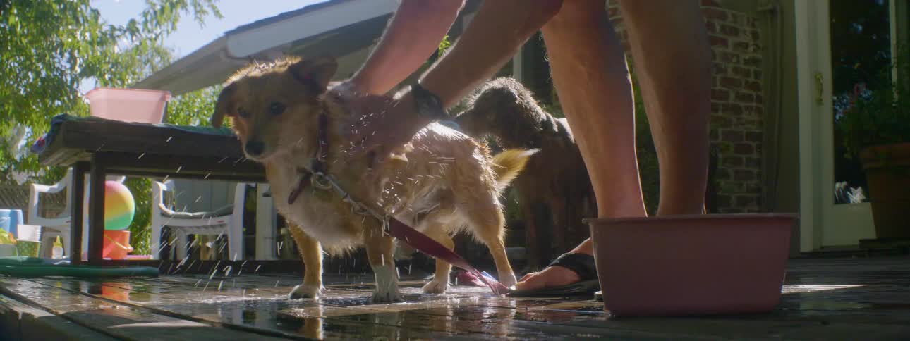 A person pours water on their dog