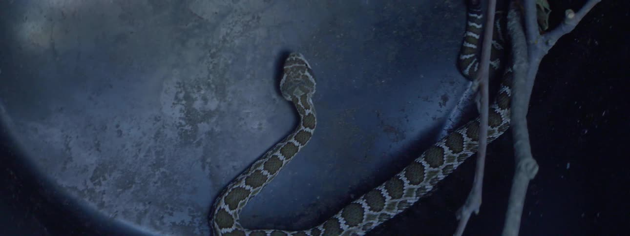 A snake moves along the sides and bottom of a container