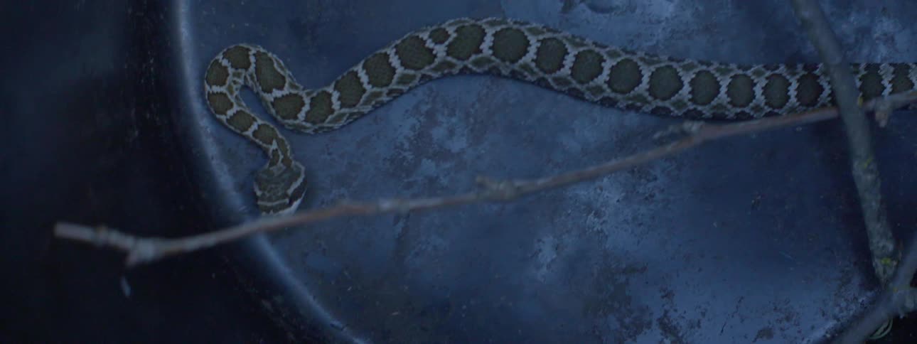 A rattlesnake is moving and hissing inside a metal tray on the ground