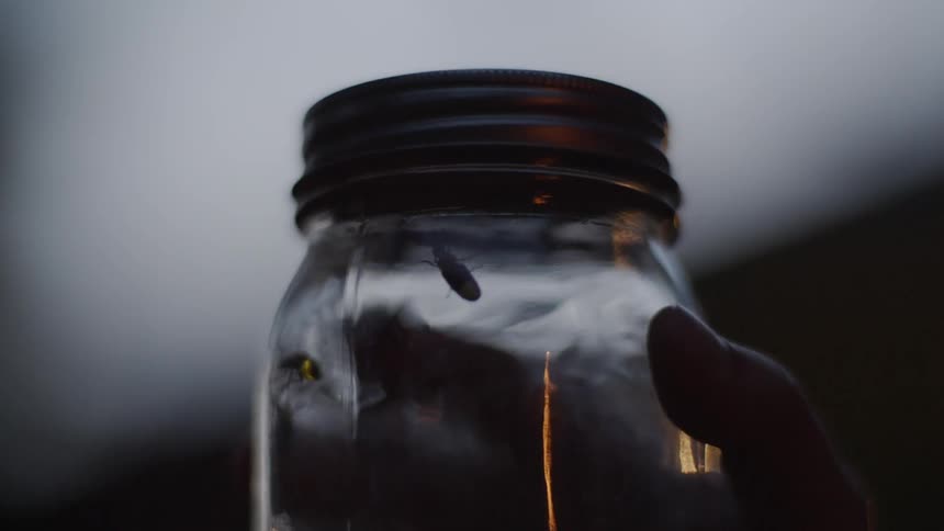 A jar full of insects