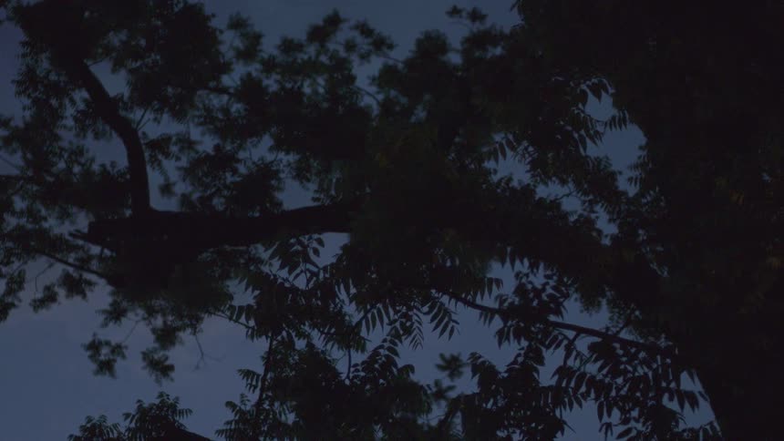 Looking up at the leaves of a tree