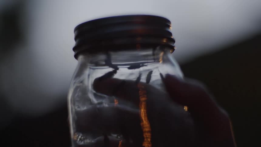 A jar full of insects