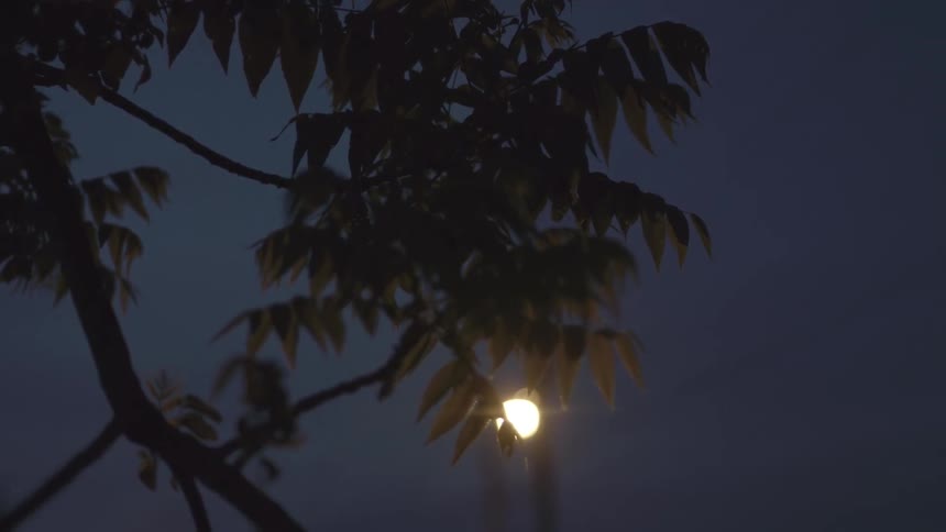 A light burns past a tree branch covered in leaves