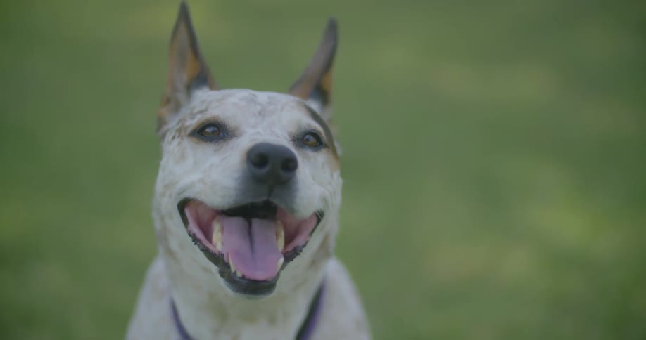A happy dog outside in the grass