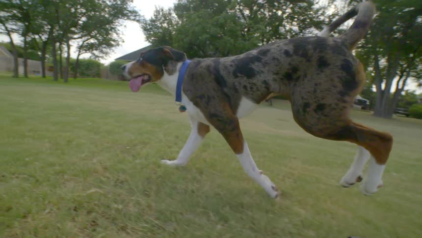 A dog running in the grass
