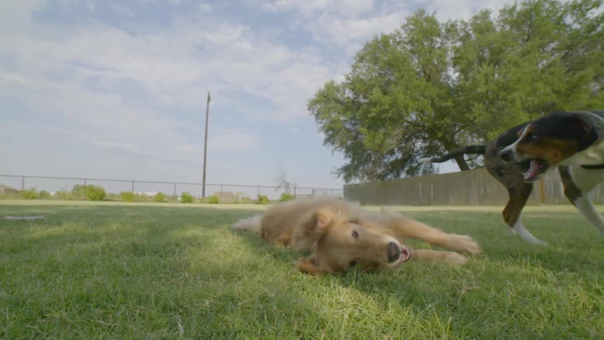 Two dogs play on a lawn