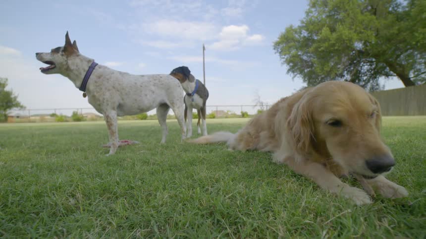 Two dogs are standing in a yard, while another one chews on a stick