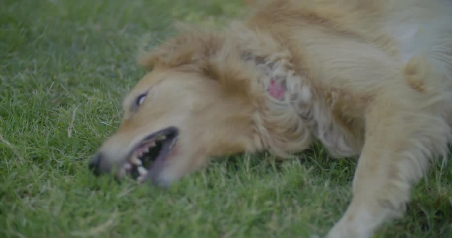 A dog rolling around in the grass