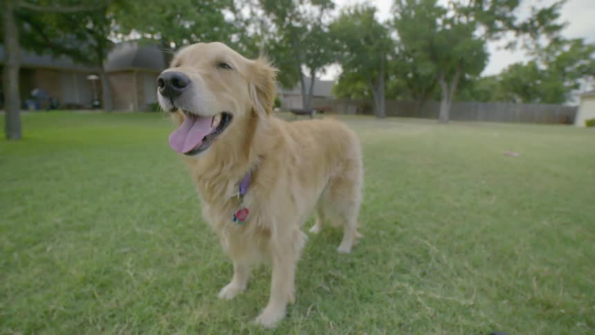 Dog standing in the backyard