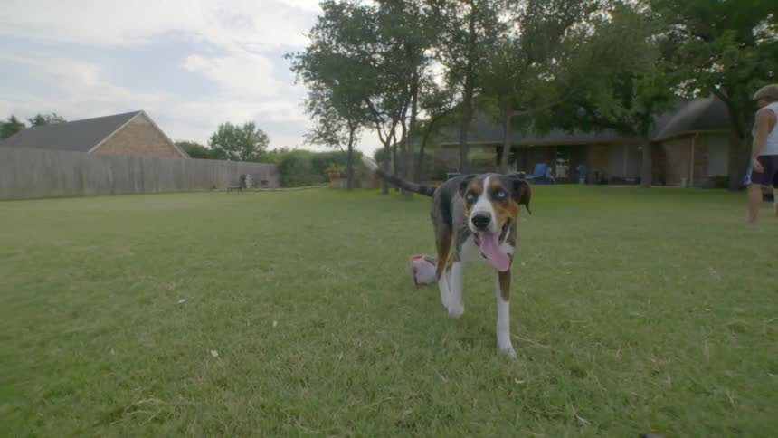 A dog walking in the grass