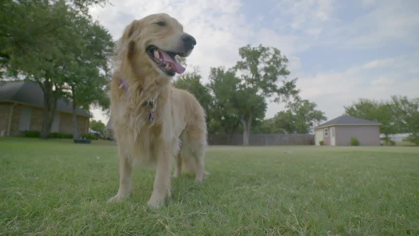 A dog pants in a grassy area