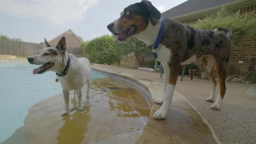 Two dogs stand by a swimming pool