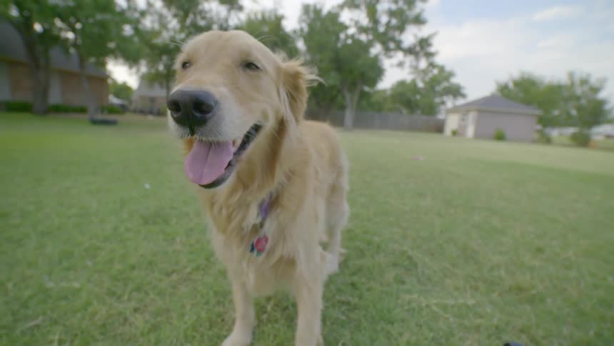 A dog standing in the grass