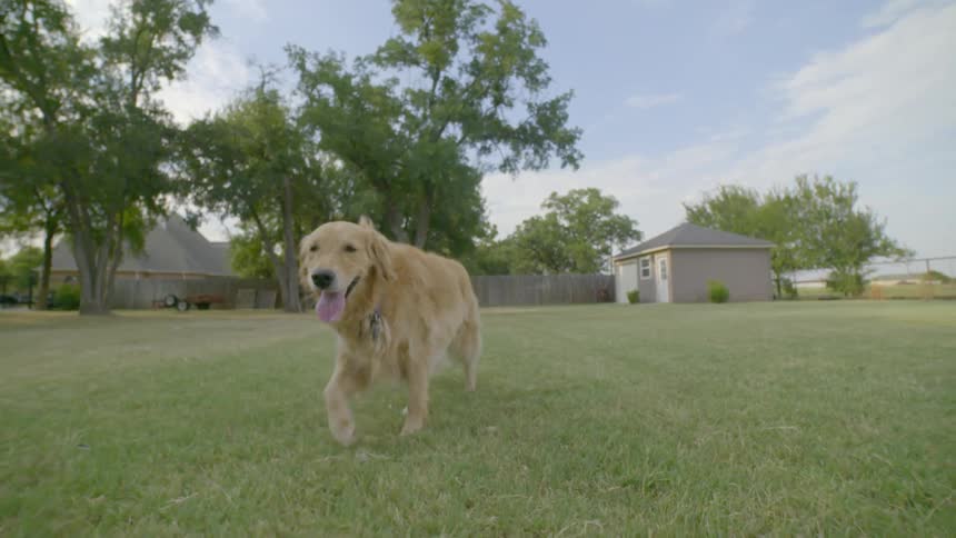 Dog running in the backyard