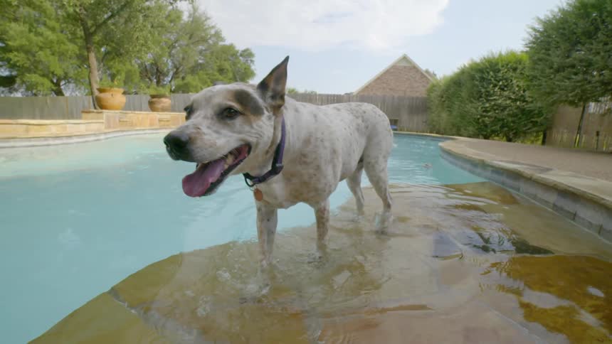 A dog wades in a backyard swimming pool