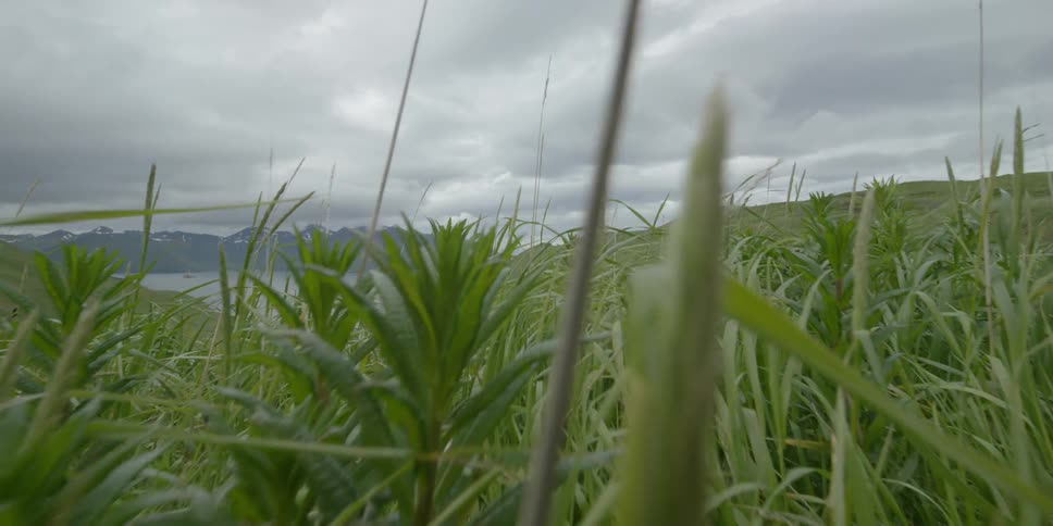 Tall grass grows in a field next to the water