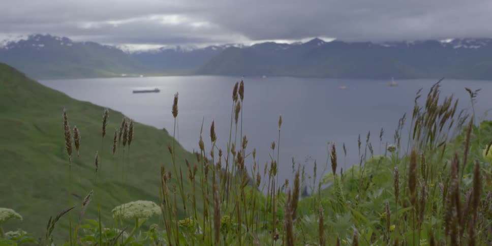 The wind is blowing the grass on the hill by the ocean
