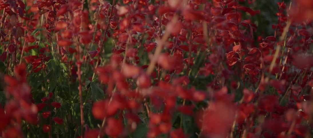 Wildflowers are blooming in a field during the day