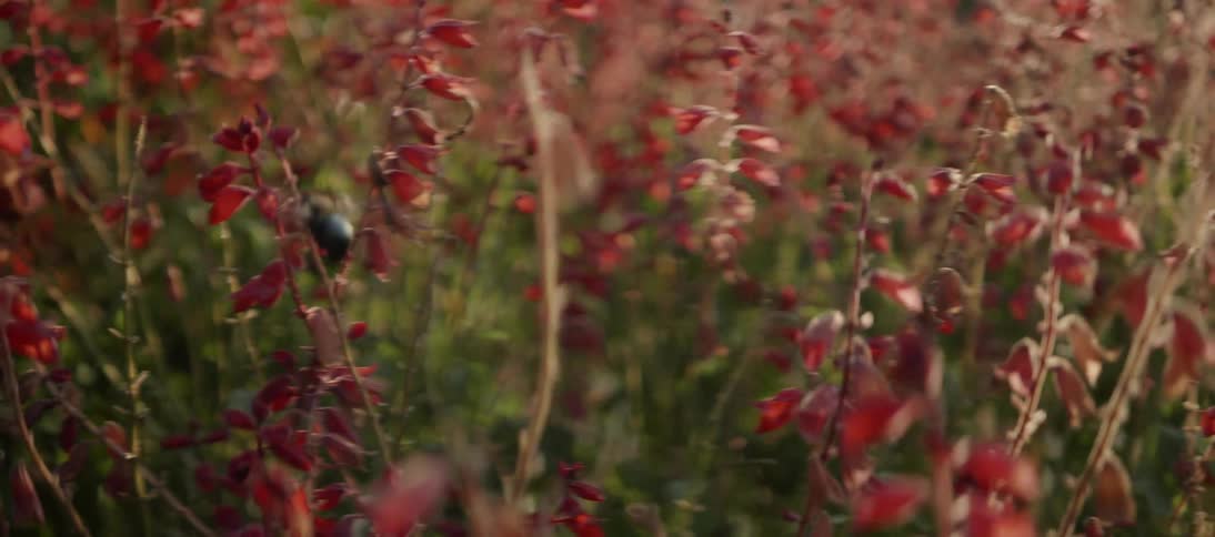 A bee flies through the red flowers