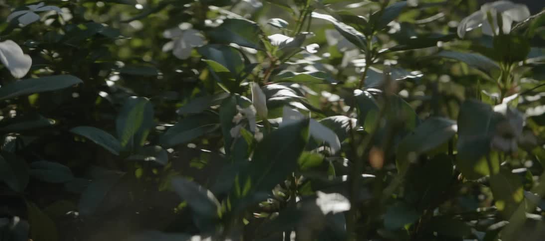 Sunlight shines on a plant