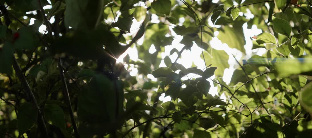 Sun light filters through tree branches