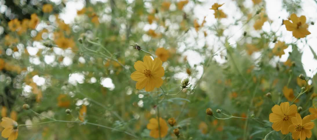 Orange flowers dangle in the breeze