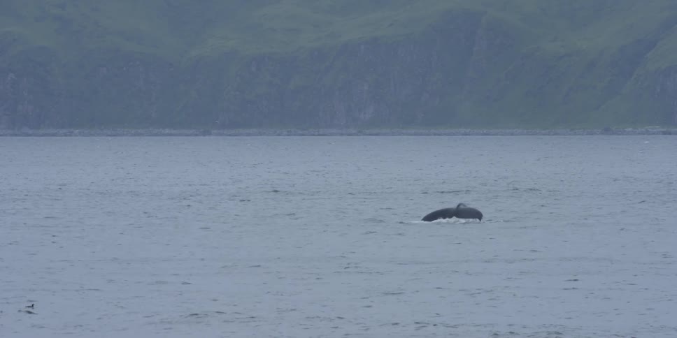 A whale tail goes under the water