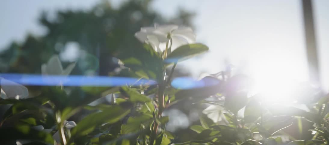The wind is blowing the leaves on this bush