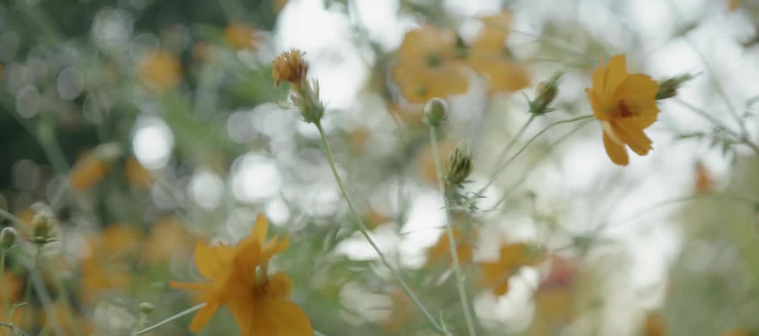 Flowers are swaying in the breeze in a natural setting during the day