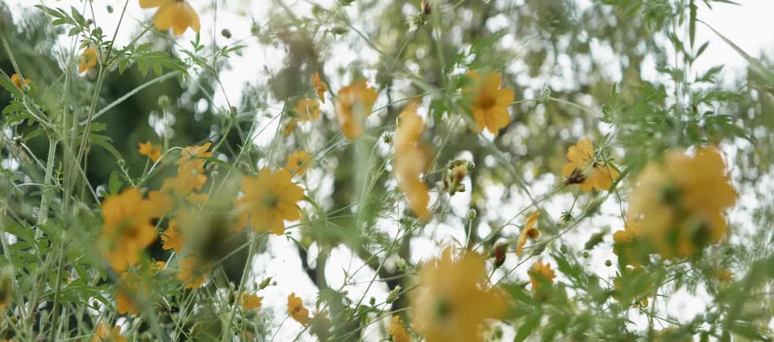 Orange flowers dangle in the breeze