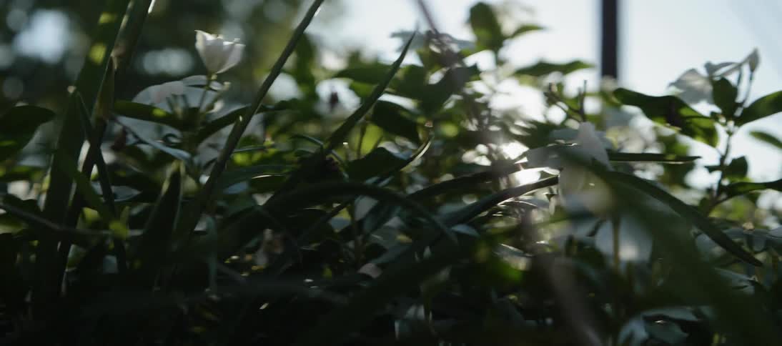 Sunlight shines over a flowering plant