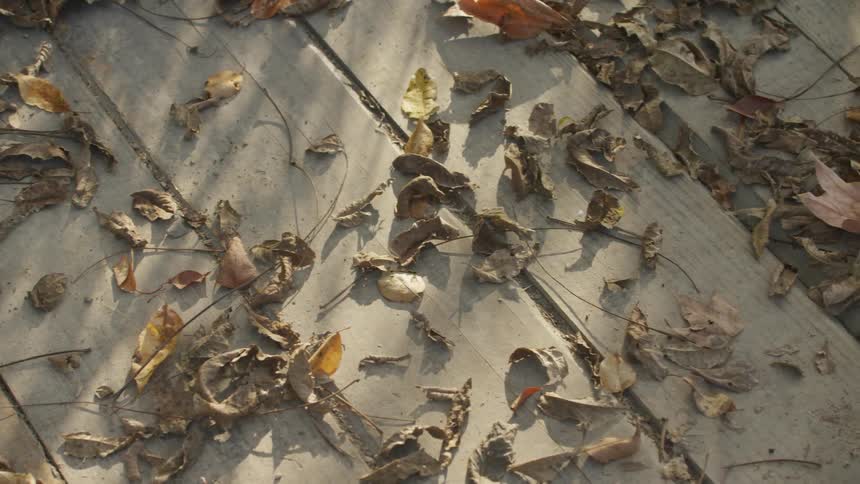 Dried leaves cover a wood plank walkway