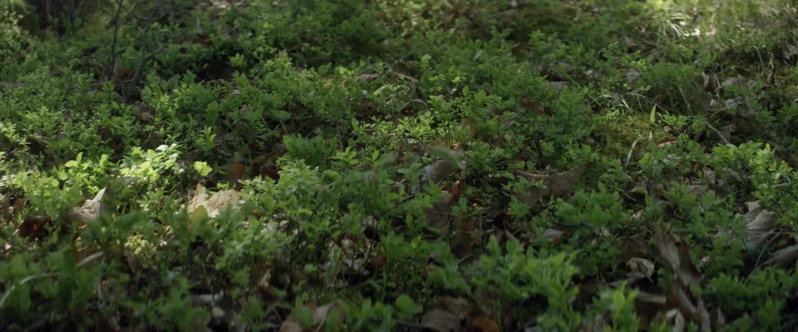 Bushes and leaves cover the ground during the day