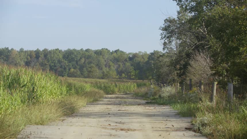 A gravel road goes along side a corn field