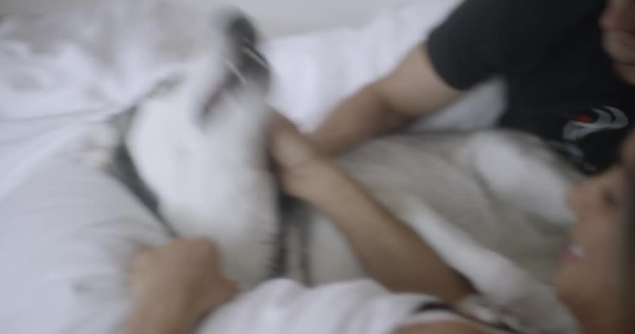 A man and woman play with a dog in bed